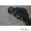 1. 0. 0 Morelia spilota cheynei / 9 Jahre